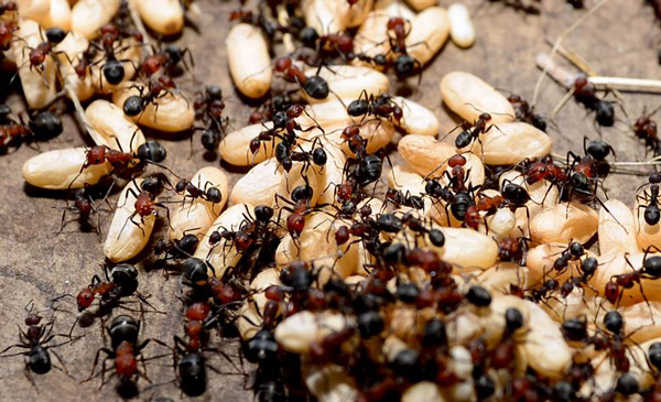 consecuencias de soñar con hormigas