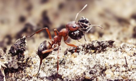 significado de soñar con hormigas