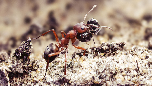 Soñar con hormigas ¿Qué significa y sus consecuencias?