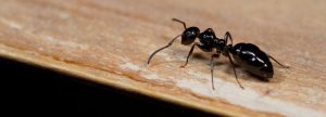 sueños con hormigas