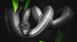 qué significa soñar con serpientes